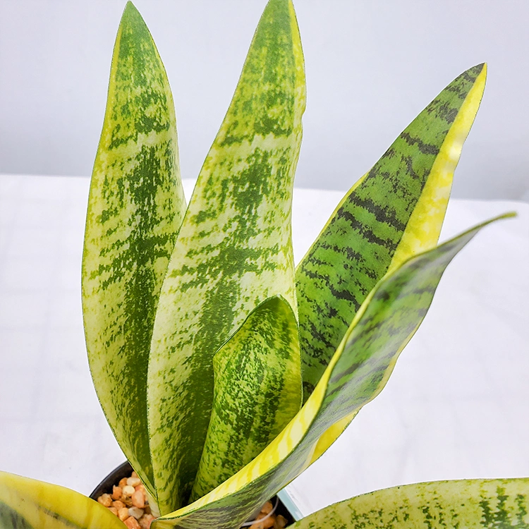 Plastic Artificial Bonsai Snake Plant/Sansevieria/Agave Artificial Ornamental Plant for Indoor Decoration Artificial Plants