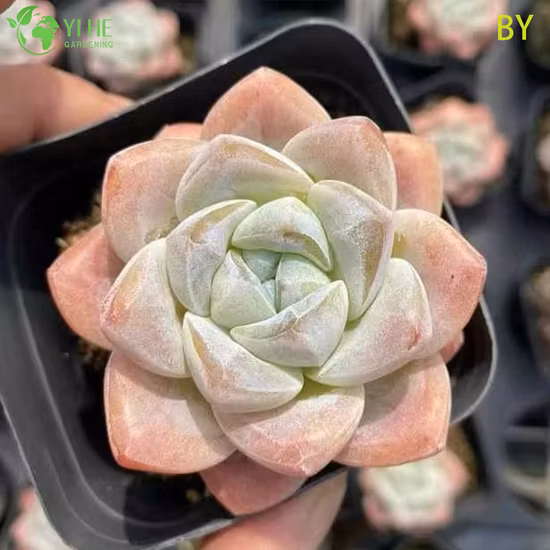 Mini piante orticole all'ingrosso Fittonia Red Live Plants Bonsai da interno