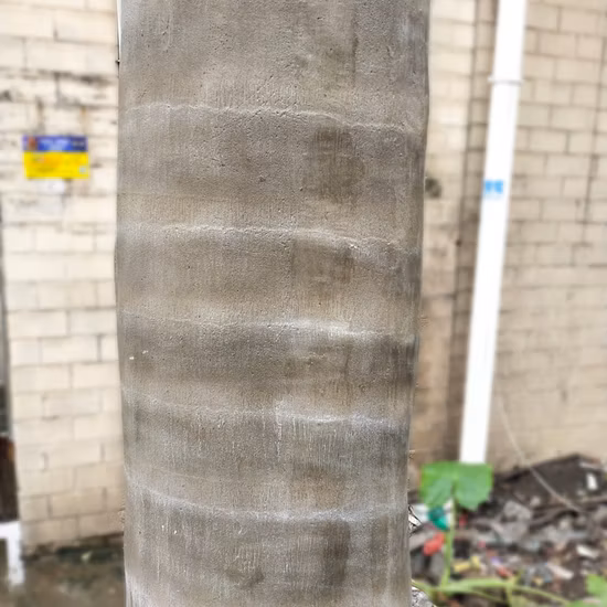 Grandi alberi di cocco artificiali in fibra di vetro per esterni per l'abbellimento